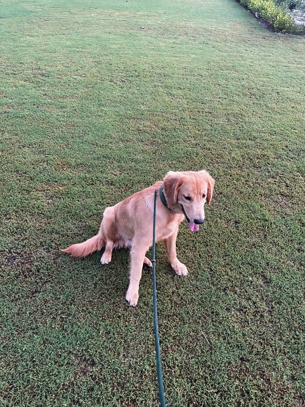 golden retriever pedigree male puppy 0