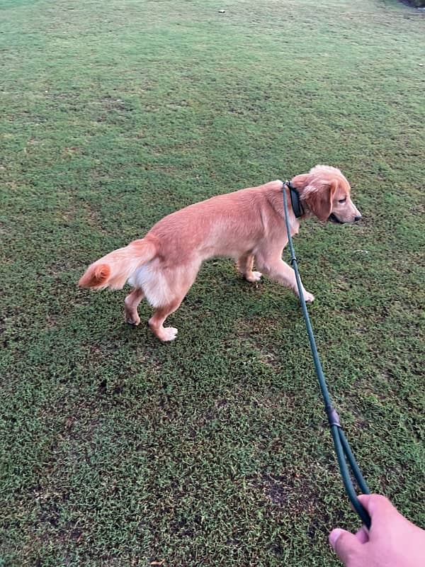 golden retriever pedigree male puppy 1