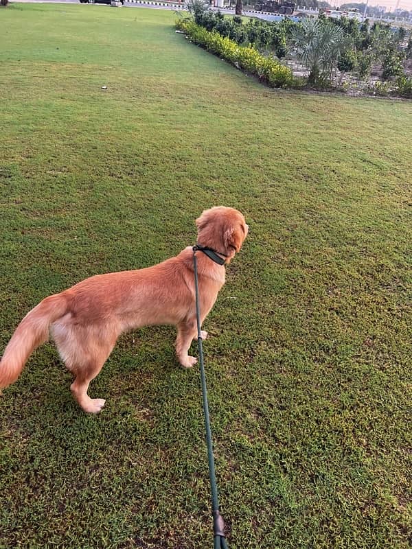 golden retriever pedigree male puppy 2