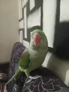 kashmir raw parrot