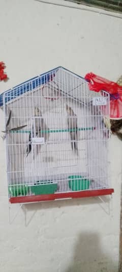 a Pair of  Cocktail parrot for sale