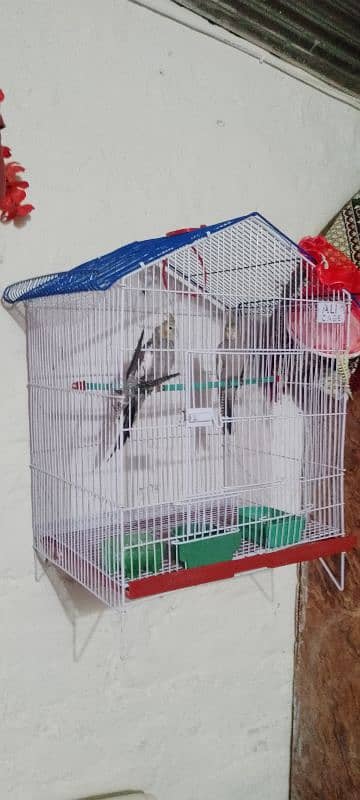 a Pair of  Cocktail parrot for sale 1