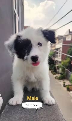 SHOW CLASS POODLE MALE AND FEMALE PUPPY'S