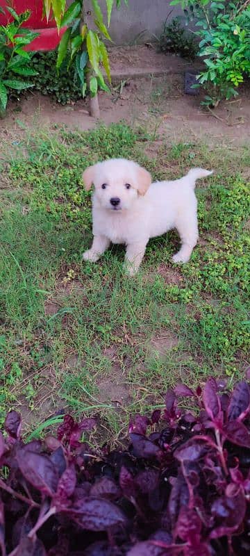 SHOW CLASS POODLE MALE AND FEMALE PUPPY'S 1