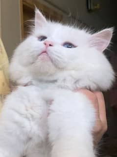 Urgent White Male Cate for sale