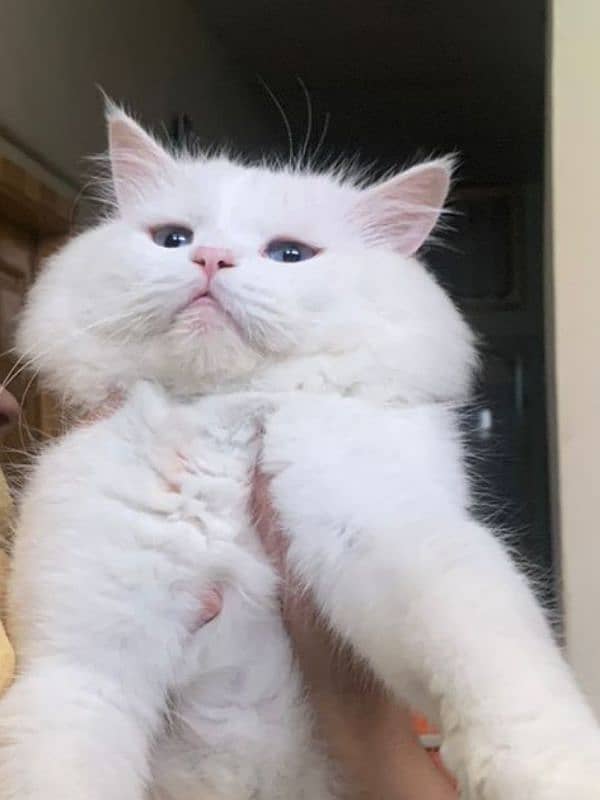 Urgent White Male Cate for sale 1