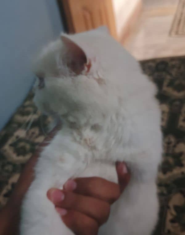 Urgent White Male Cate for sale 4