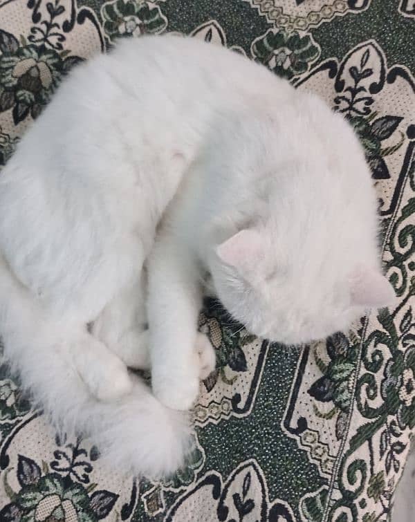 Urgent White Male Cate for sale 5