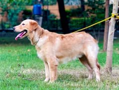 golden retriever 03234696626 0