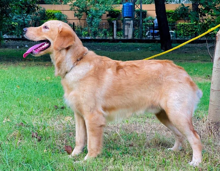 golden retriever 03234696626 1