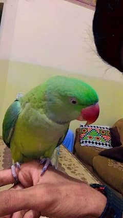 Raw parrot full tamed