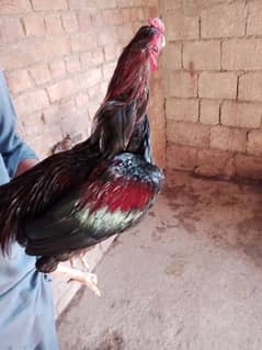 Mushka lakha breeder for sale.