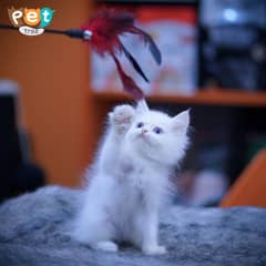 Persian Kitten | White Kitten | Top Quality Kittens | Grey Kittens