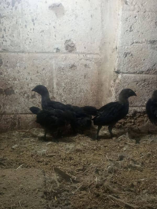 Ayam cemani gray tounge fancy hen chicks for sale 2