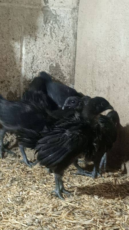 Ayam cemani gray tounge fancy hen chicks for sale 3