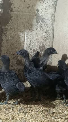 Ayam cemani gray tounge fancy hen chicks for sale