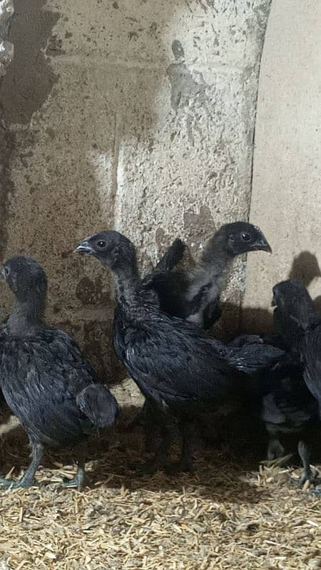 Ayam cemani gray tounge fancy hen chicks for sale 0