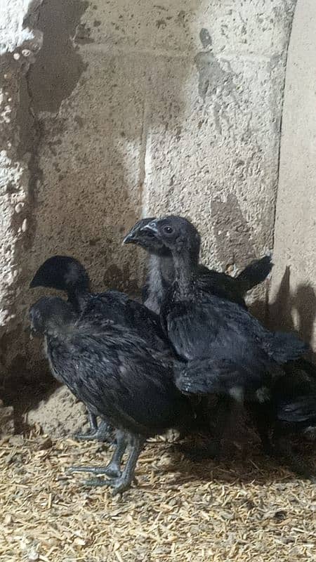 Ayam cemani gray tounge fancy hen chicks for sale 4