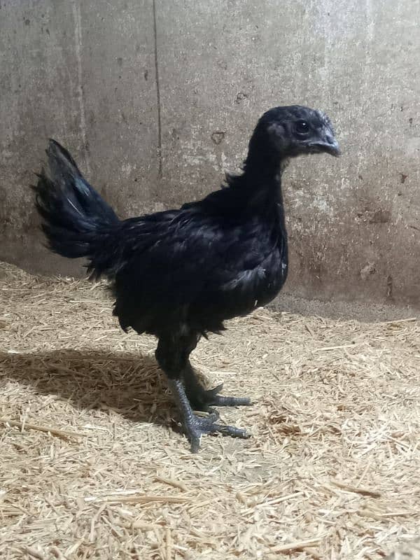 Ayam cemani gray tounge fancy hen chicks for sale 5