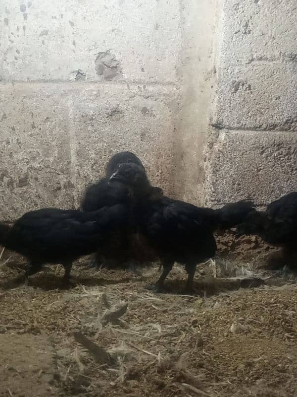 Ayam cemani gray tounge fancy hen chicks for sale 6