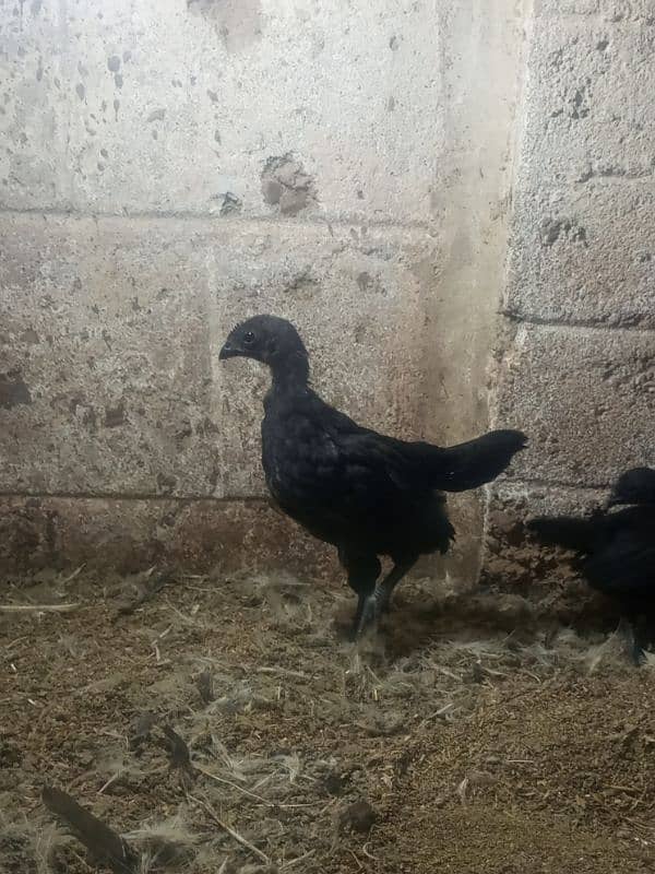 Ayam cemani gray tounge fancy hen chicks for sale 7