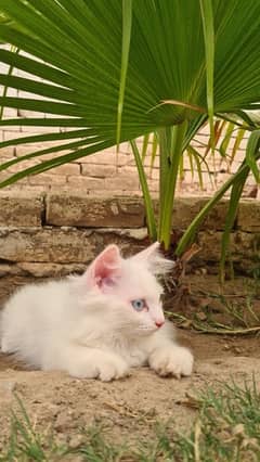 White Persian Cat for sale