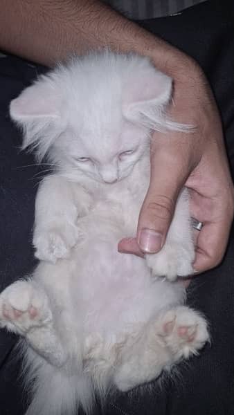 White Persian Cat for sale 2