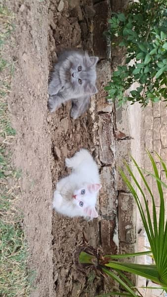 White Persian Cat for sale 3