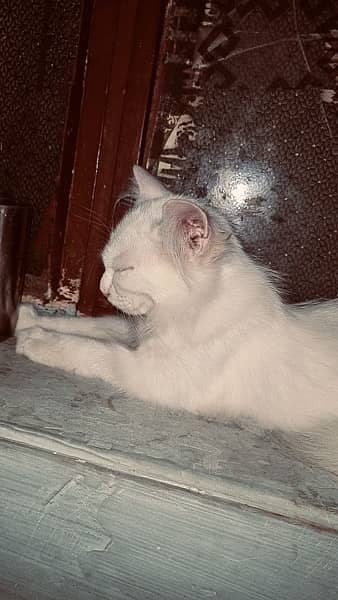 White Persian Cat for sale 4