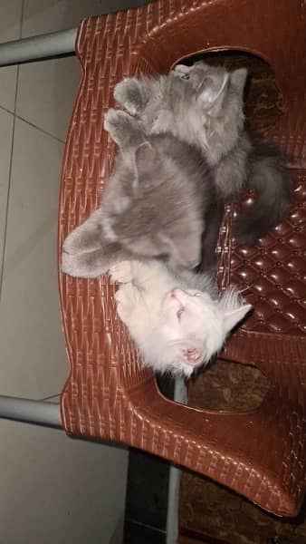 White Persian Cat for sale 5