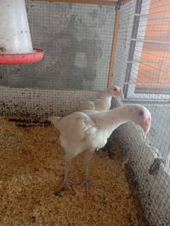 Heera Aseel chicks/heera aseel/ 2-3 months 03224292620