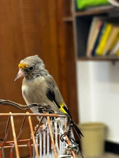 gold finch local name saira