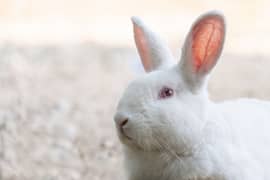 Rabbits 03180002528