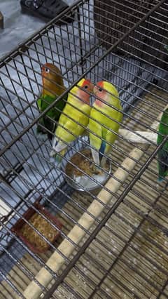 Lovebird yellow and green pair for urgent sale