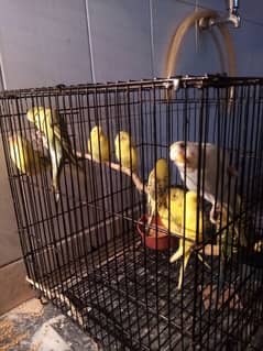 Australian Budgies Breeder Pair 0