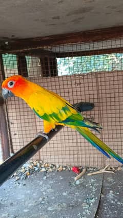 sun conure 0