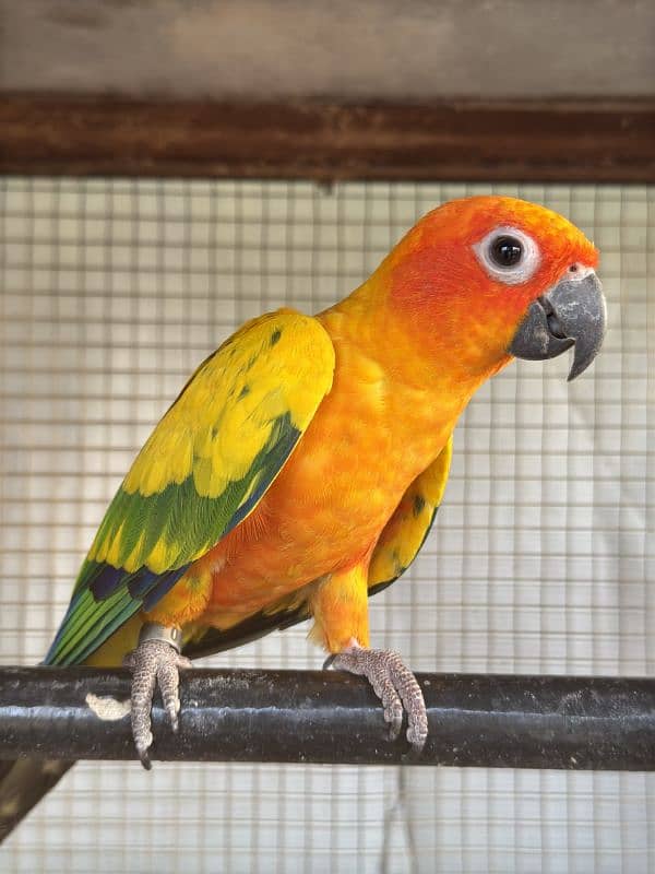 sun conure 1