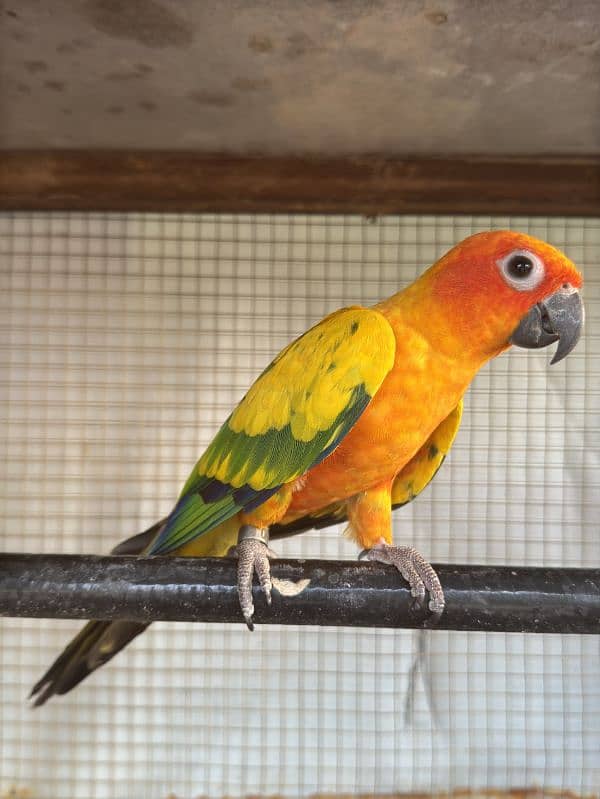 sun conure 2