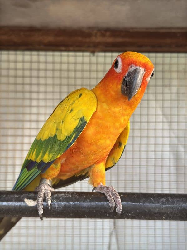 sun conure 3