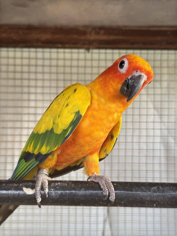 sun conure 4