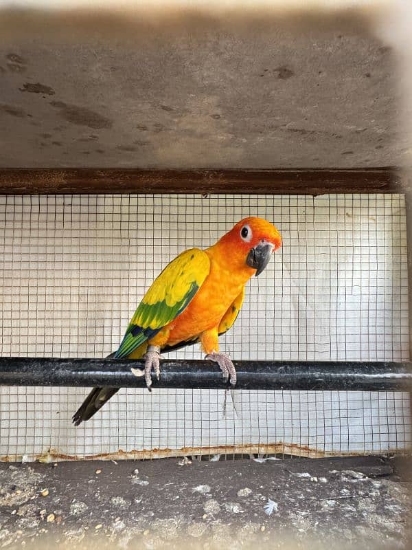 sun conure 5