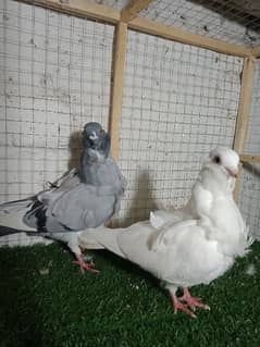 Chinese ol breeder pair for sale