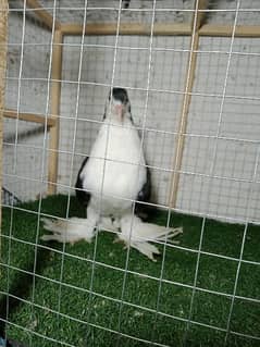 black sherazi female lahori for sale