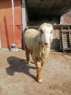 Lakha mundra goat bacha for sale