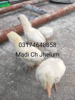 Paper white heera 4 chicks for sale