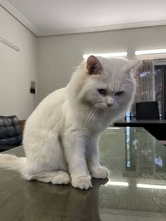 Double Cotted Persian Male Cat for Sale