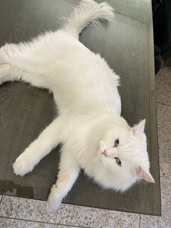 Tripple Coated Persian Male Cat for Sale 2