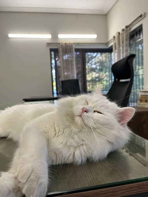 Double Cotted Persian Male Cat for Sale 5