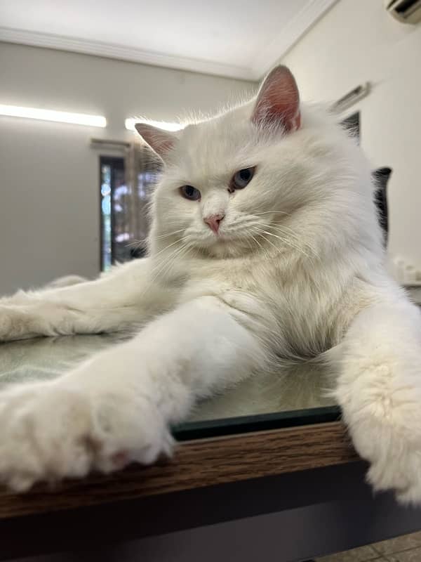 Tripple Coated Persian Male Cat for Sale 6