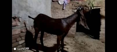 goat's for sale/rajanpuri cross Bakra bakri